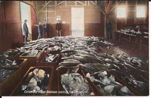 Old postcard image, circa 1925, of salmon waiting to be shipped