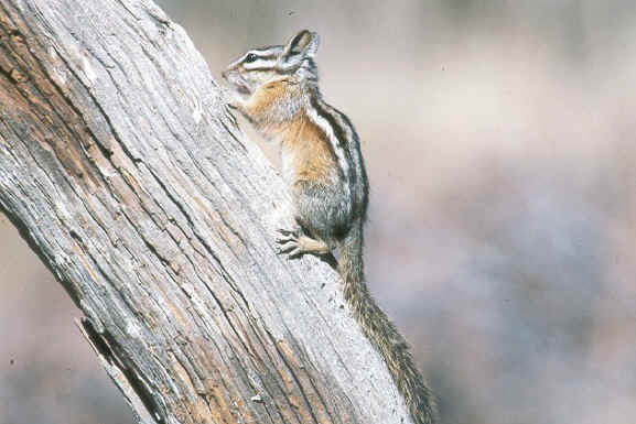 Townsend's chipmunk, from National Wildlife Service