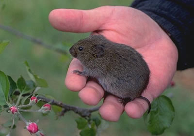 Townsend's Vole-photo from WSU